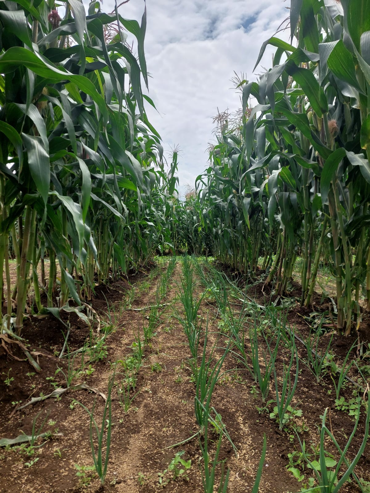 Agricultura de precisión